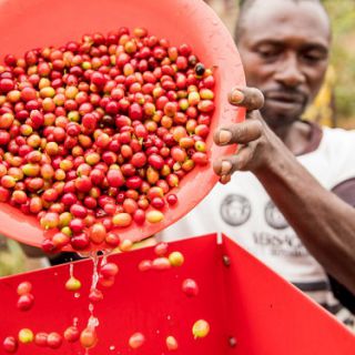 高速挂耳咖啡内外袋包装机-乌干达咖啡为什么知名度要低一些？