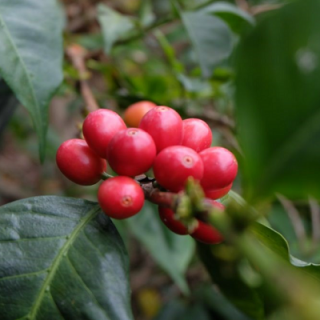 全自动线性秤咖啡包装机-哥伦比亚优质咖啡豆都是无意间发现的！
